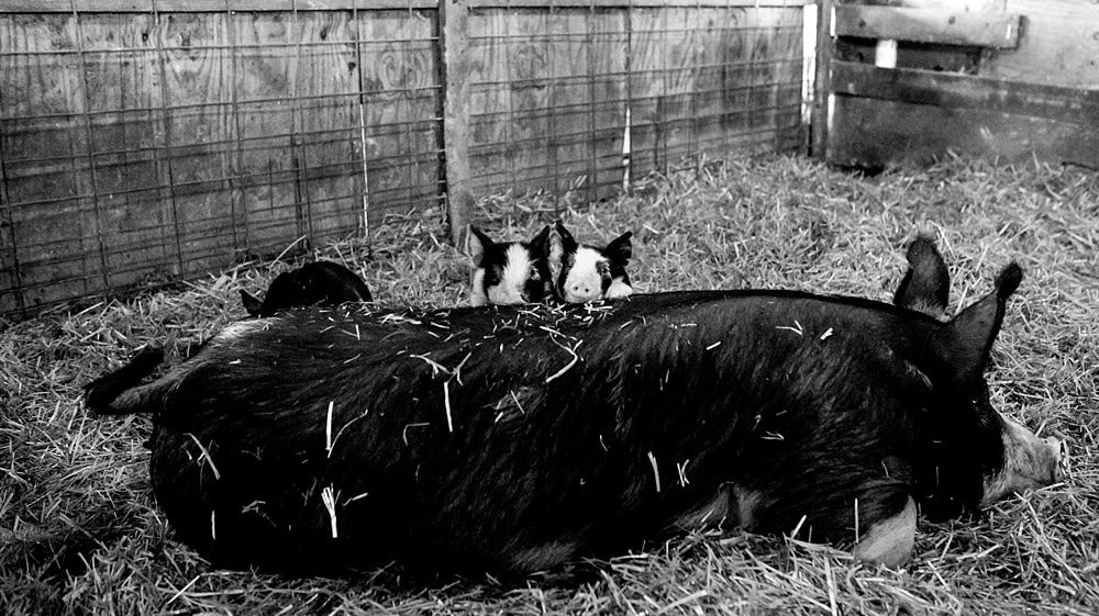 baby pigs with mom