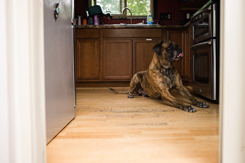 dog in the kitchen 