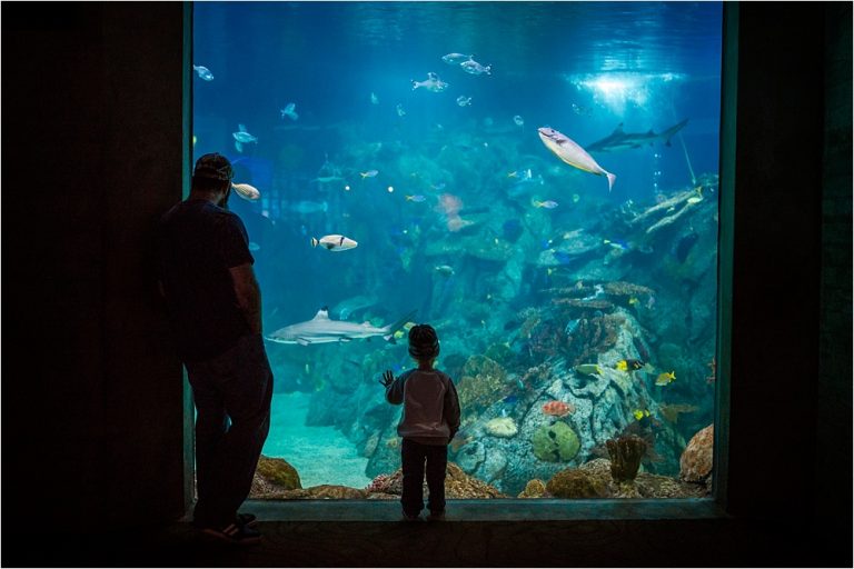 Toledo Zoo Aquarium - A Field Trip to the Zoo - Photos by Cynthia Dawson