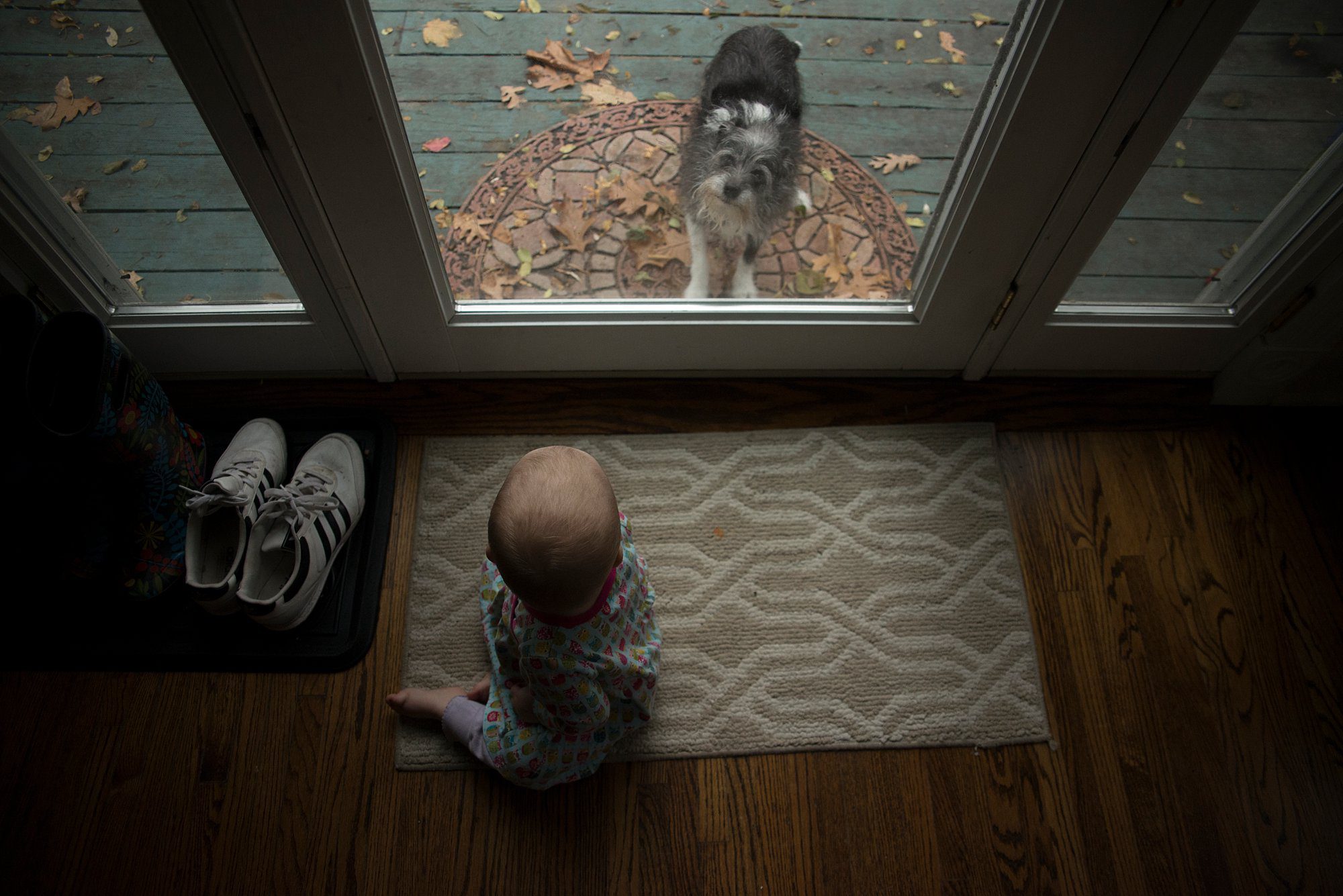 Northwest Ohio Photographer Mentor baby looking at dog photo by cynthia dawson photography 