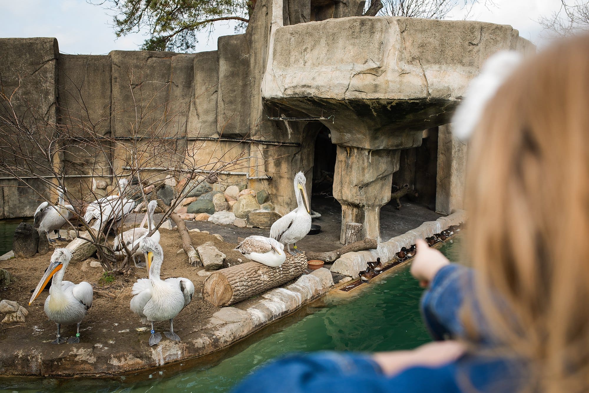 Toledo Zoo girl pointing at pelicans photo by Cynthia Dawson Photography