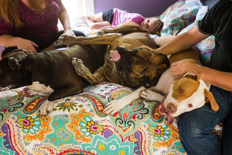 Toledo Ohio Family Photographer Review 3 dogs on bed photo by Cynthia Dawson Photography