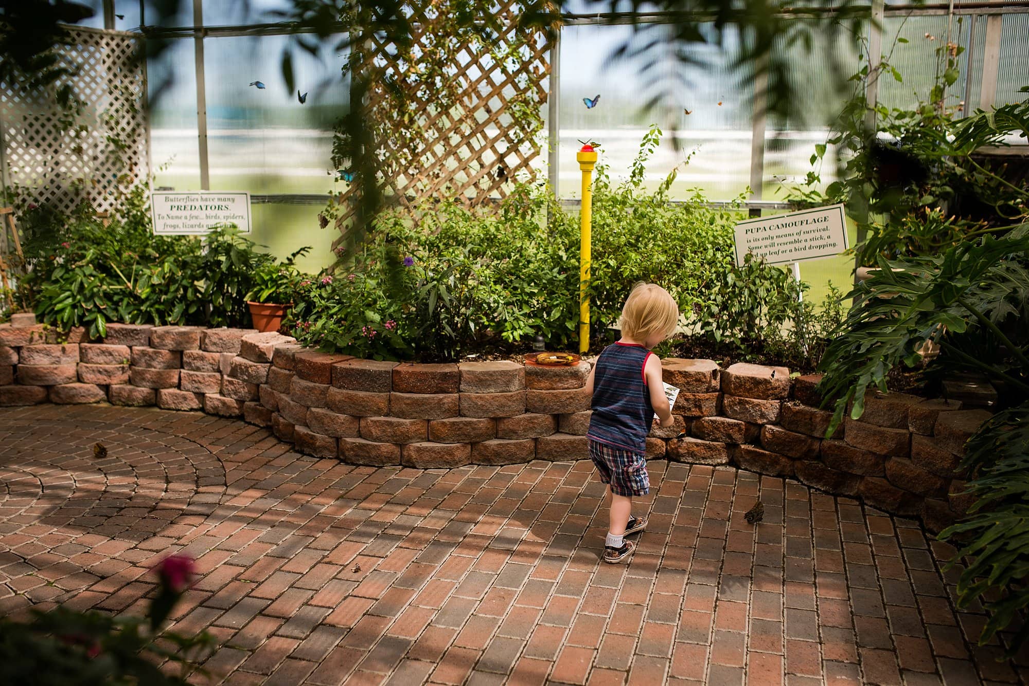 The Butterfly House boy around butterflies photo by Cynthia Dawson Photography