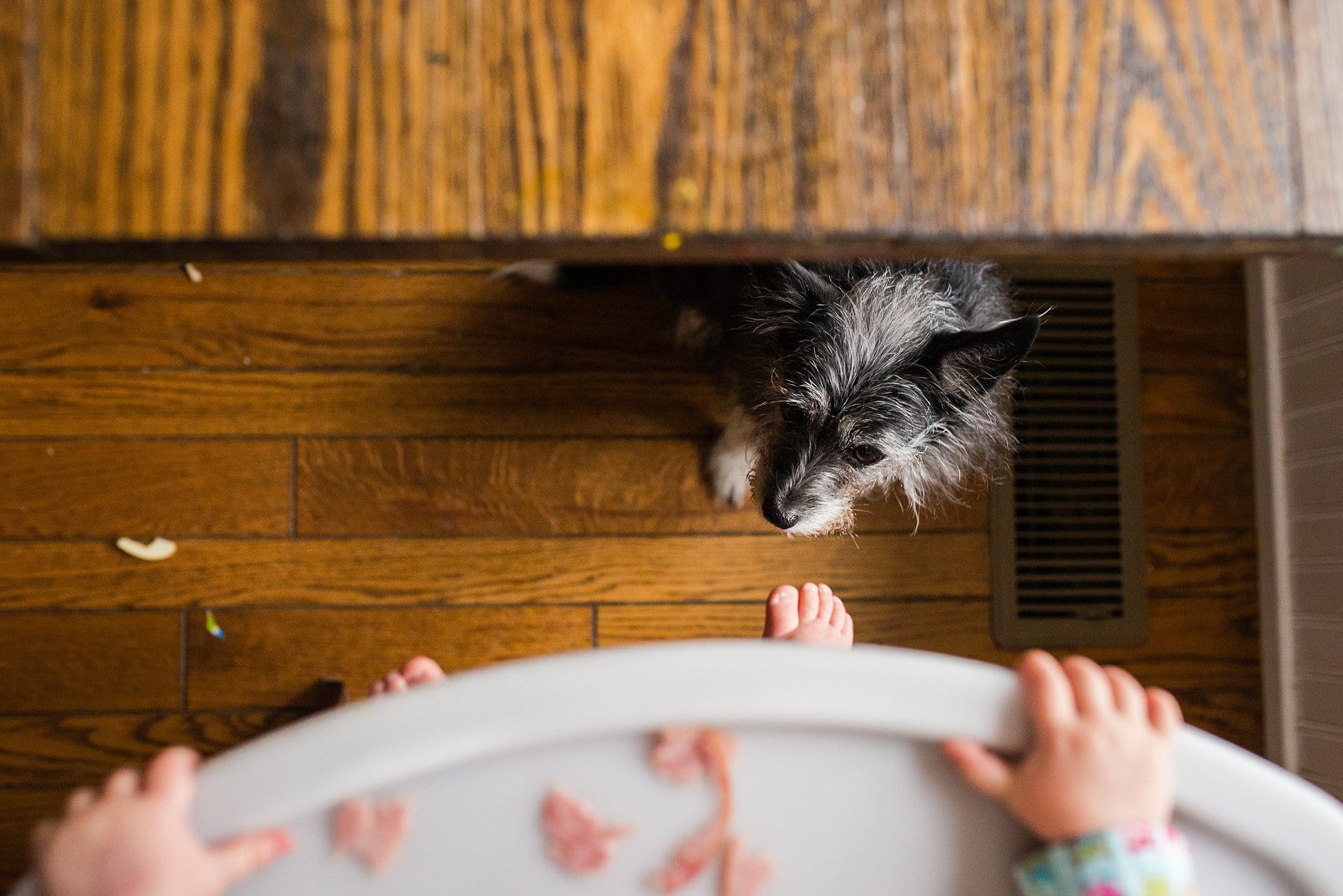 Lifestyle Family Session Toledo Ohio dog begging photo by Cynthia Dawson Photography