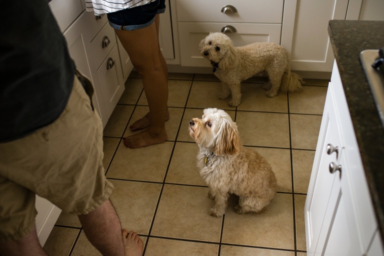 Toledo Lifestyle Maternity Photographer dogs begging photo by Cynthia Dawson Photography