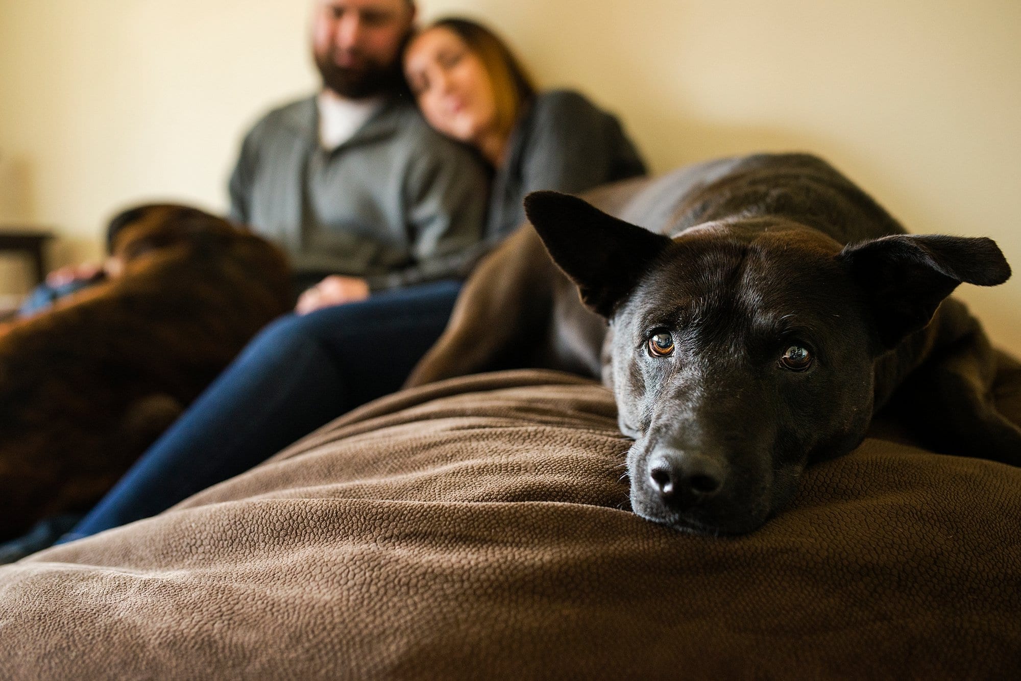 toledo ohio couple photographer couple with dog photo by cynthia dawson photography