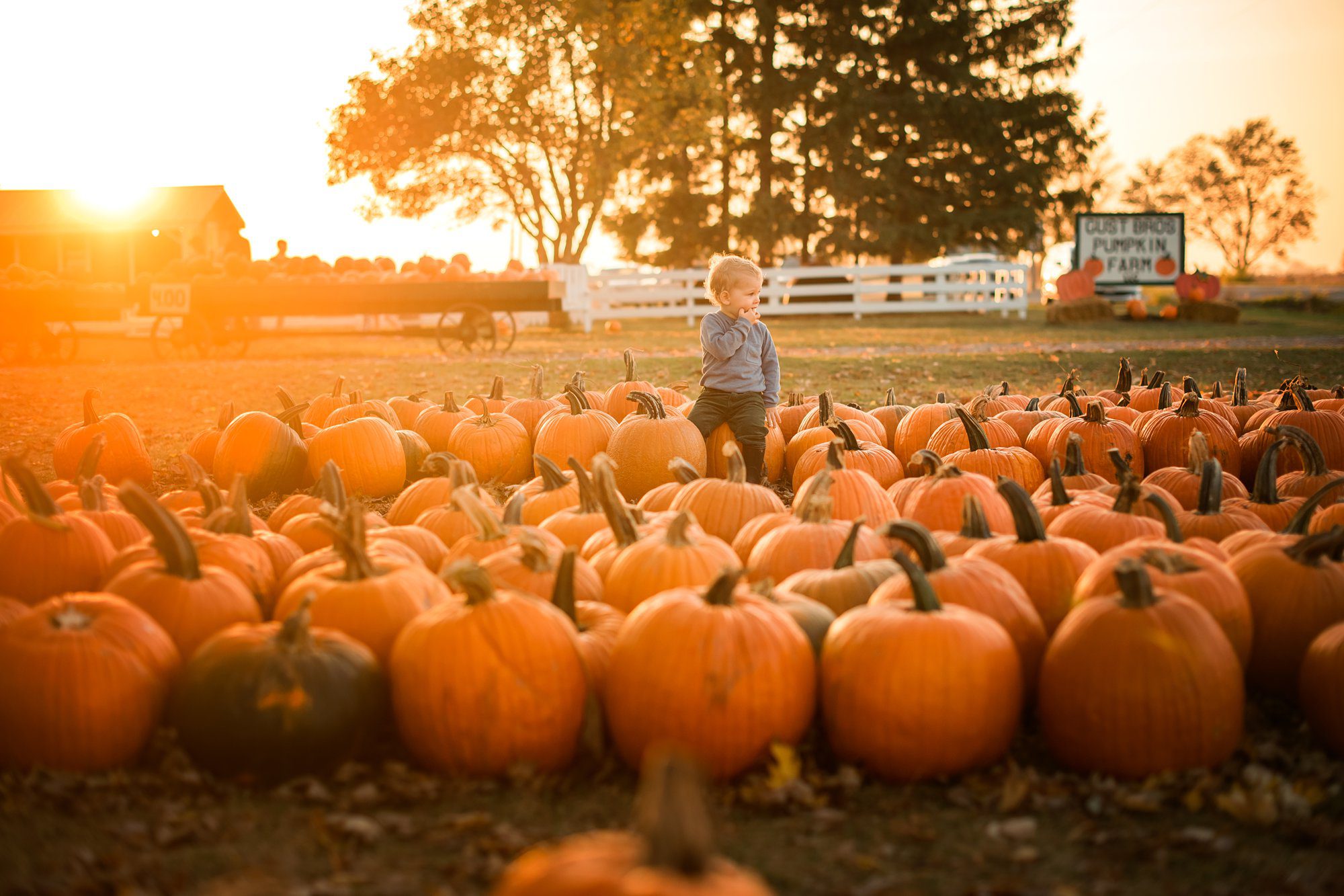 gust brothers pumpkin farm