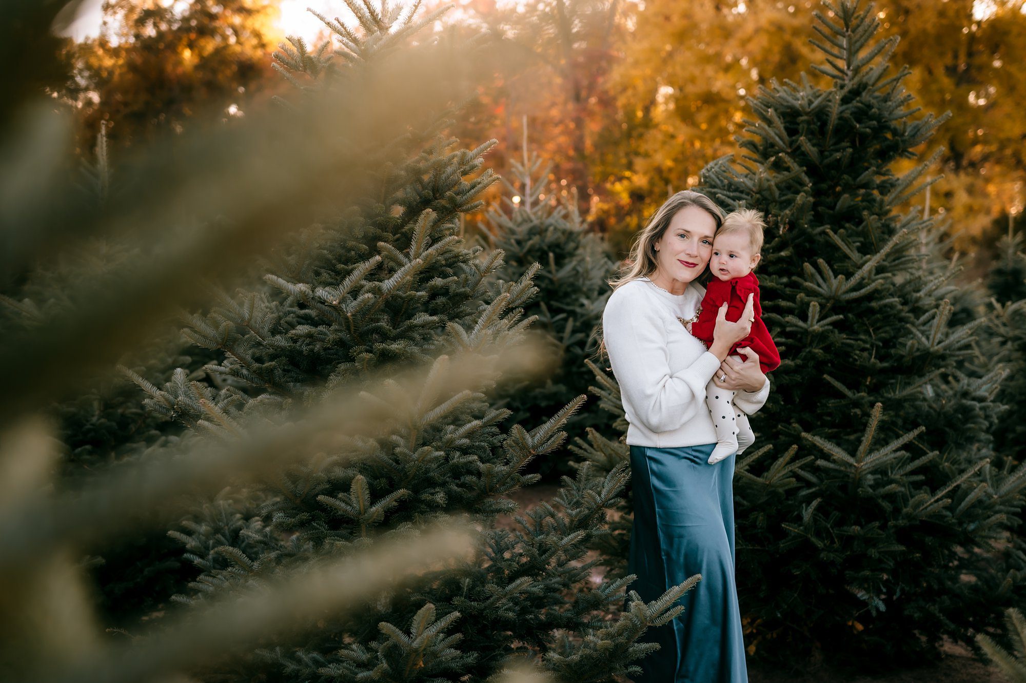 Christmas Tree Farm Photos in Toledo