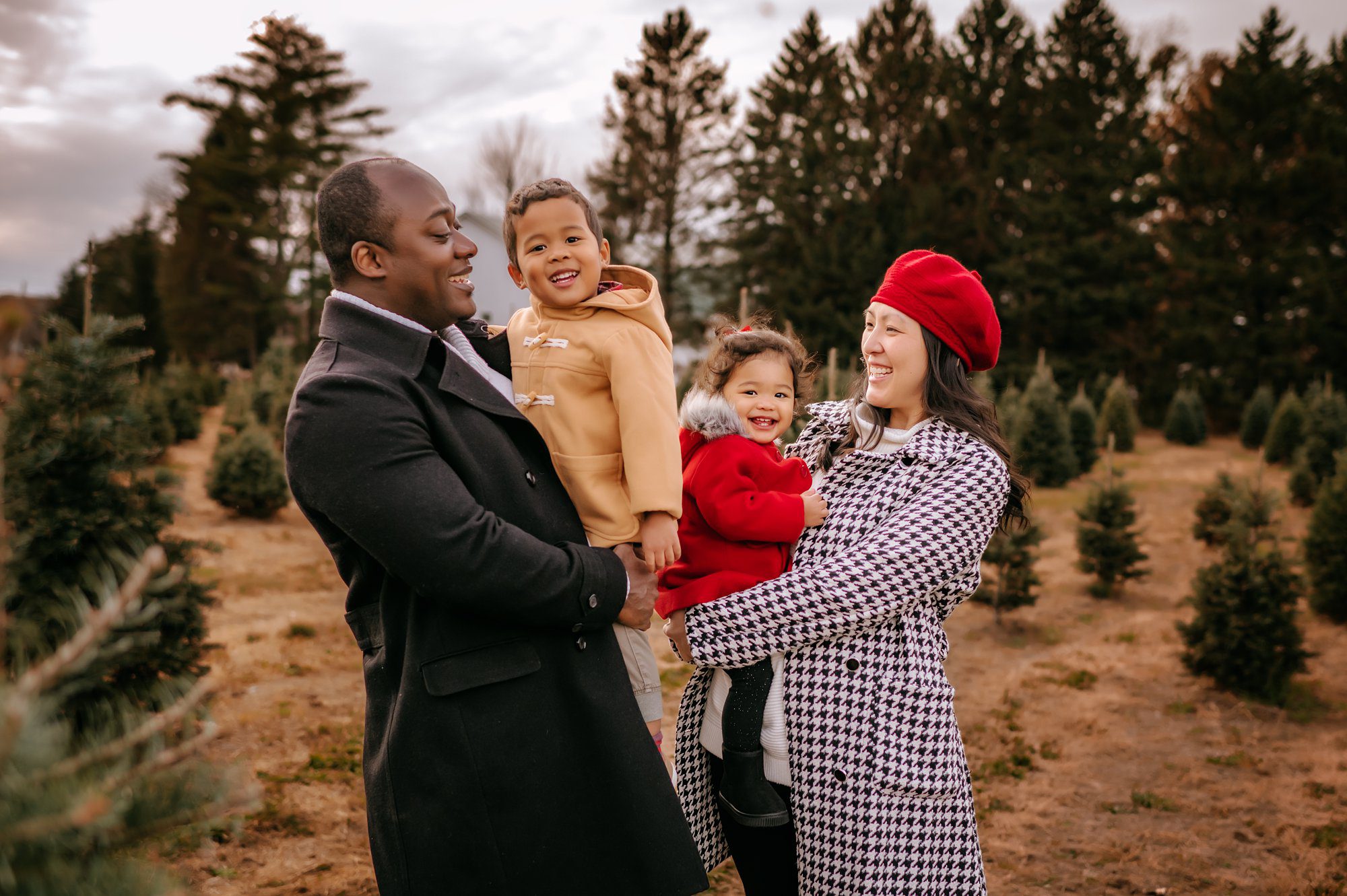 Christmas Tree Farm Photos in Toledo